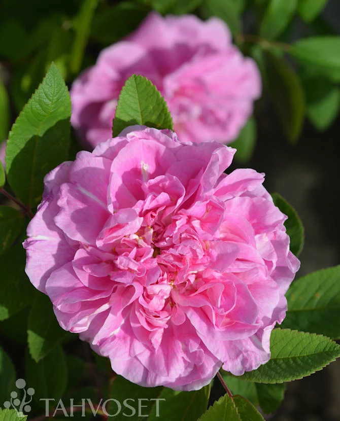 Buskros Rosa 'Thérèse Bugnet' 3 liters kruka