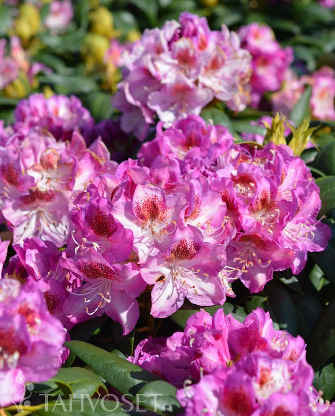 Rododendron 'Royal Violet' 30-40 cm