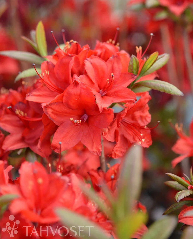 Parkazalea 'Nabucco' 30-40 cm, containerodlad