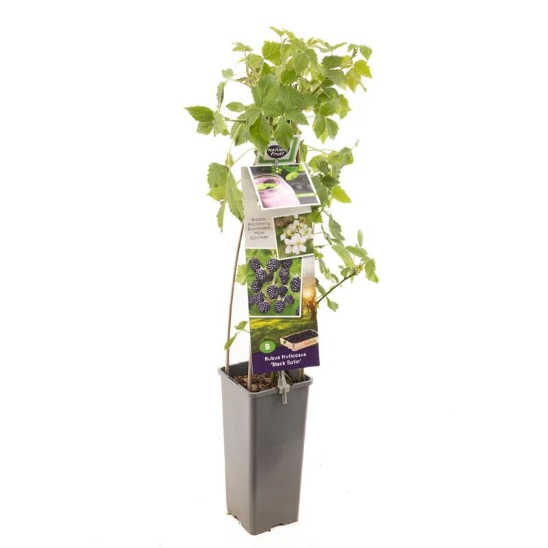 Rubus fruticosus 'Black Satin' 50-60 cm C2 (2 liters kruka)