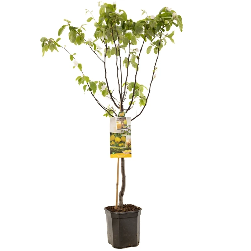 Cydonia oblonga 'Apfelquitte von Angers' – 60 cm stam, C6,5 (6,5 liters kruka)