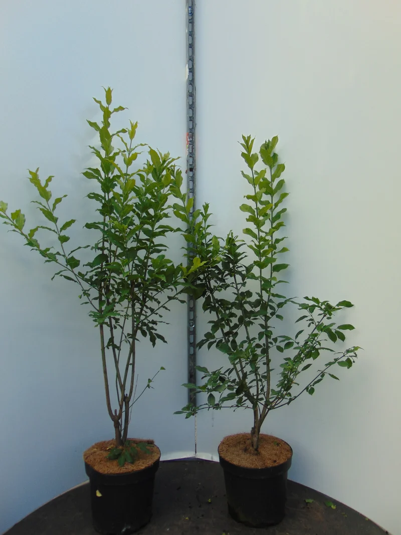 Benved ; 100-125 cm 7,5 L kruka