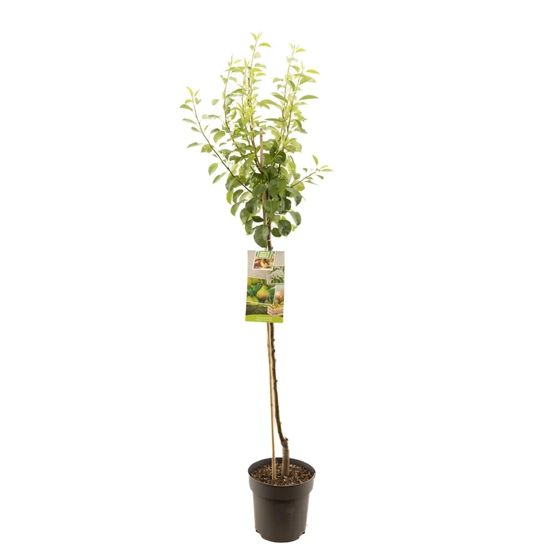 Päron - Pyrus communis 'Rode Clapp's Favourite' - Stam 120 cm, C8 (8 liters kruka)
