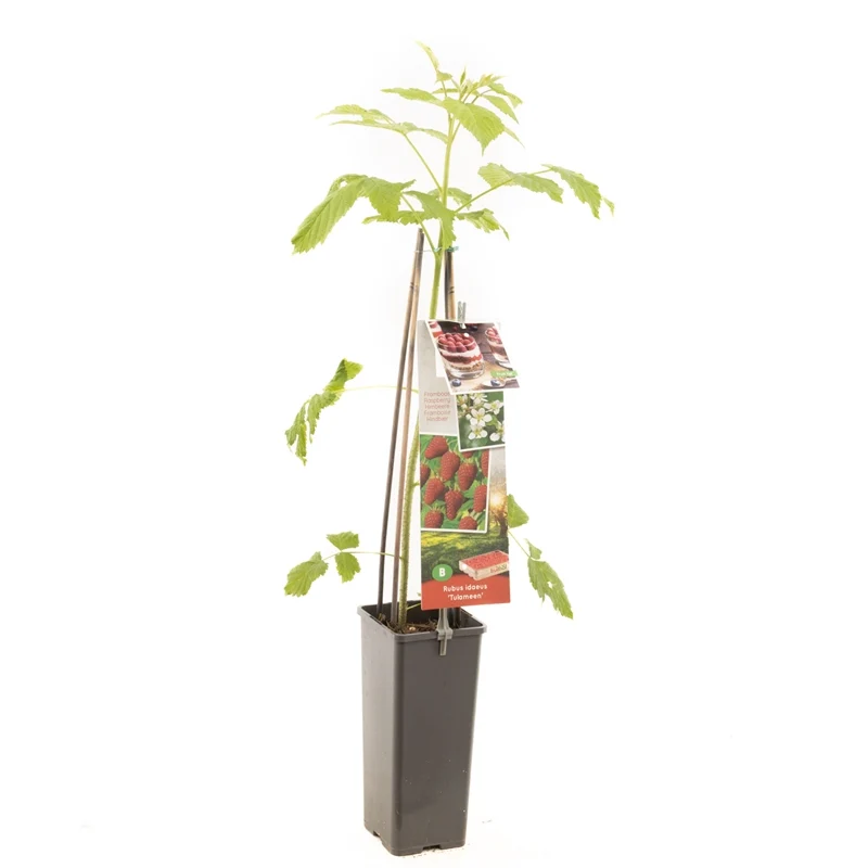 Hallon - Rubus idaeus 'Tulameen' 50-60 cm, C2 (2 liters kruka)