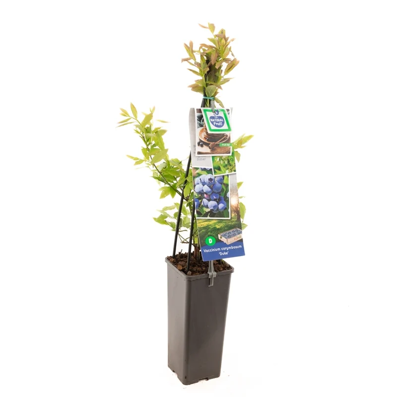 Vaccinium corymbosum 'Duke' 50-60 cm, C2 (2 liters kruka)