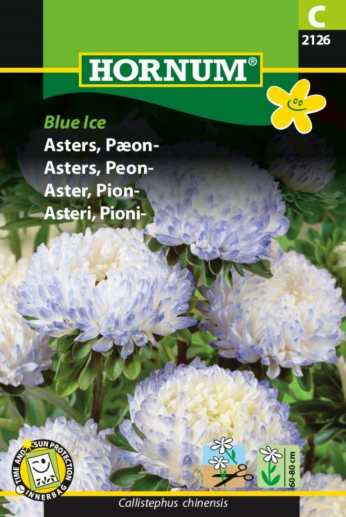 Sommaraster 'Blue Ice'