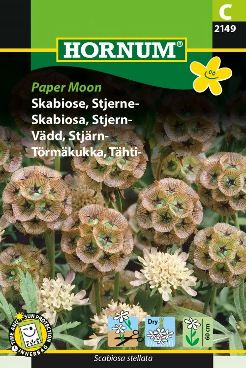 Stjärnvädd 'Paper Moon'
