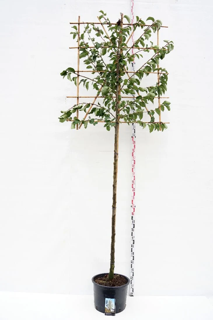 Pyrus calleryana 'Chanticleer' (spaljé) 10-12 cm stam C35 (35 liters kruka)
