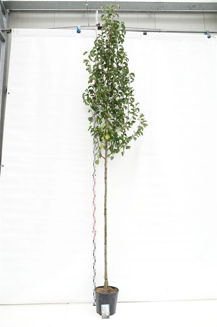 Pyrus calleryana 'Chanticleer' högstam 20-25 cm WRB