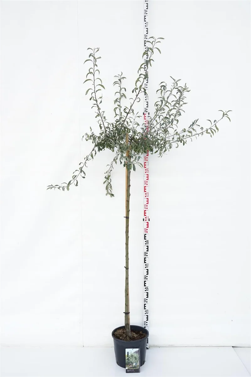 Pyrus salicifolia 'Pendula' stam 240 cm, 10-12 cm (barrot)