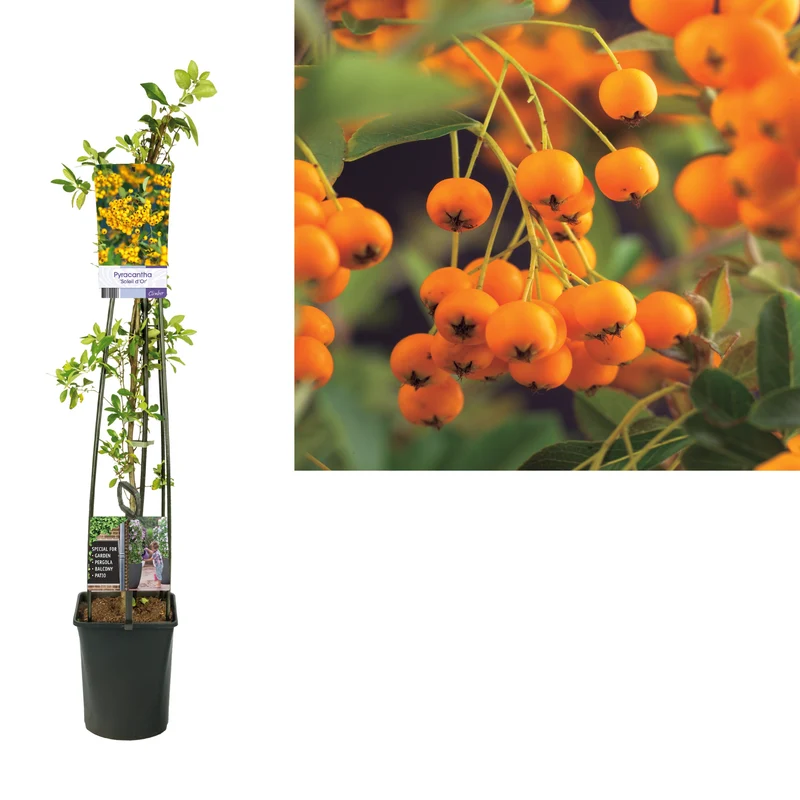 Pyracantha 'Soleil d'Or' C5 (5 liters kruka) 120 cm - 4-pack