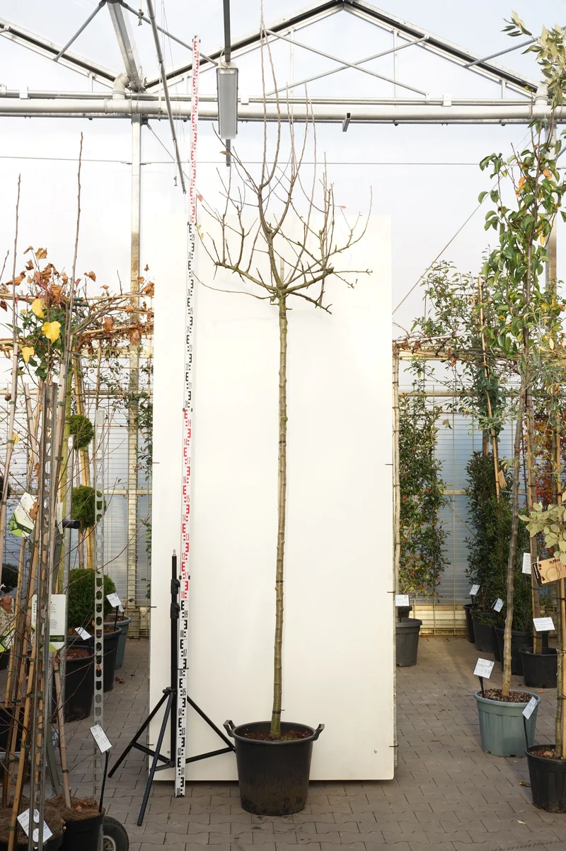 Pyrus nivalis 'Catalia' Stam 225 cm 10-12 cm C70 (70 liters kruka)