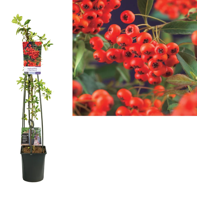 Pyracantha cocc. 'Red Column' C3 (3 liters kruka) 100-125 cm
