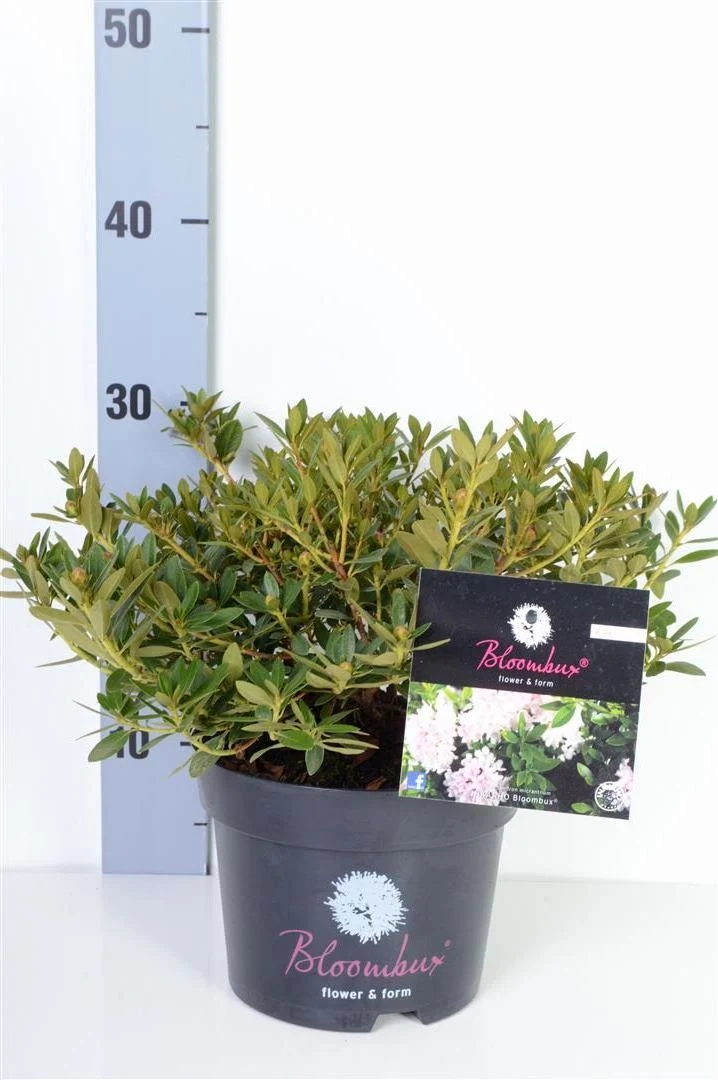 Rhododendron 'Bloombux'® C2 (2 liters kruka) 20+ cm