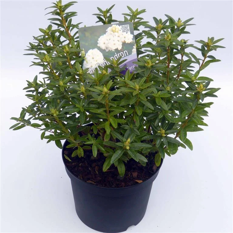 Rhododendron 'Arctic Tern' C1 (1 liters kruka) 15-20 cm