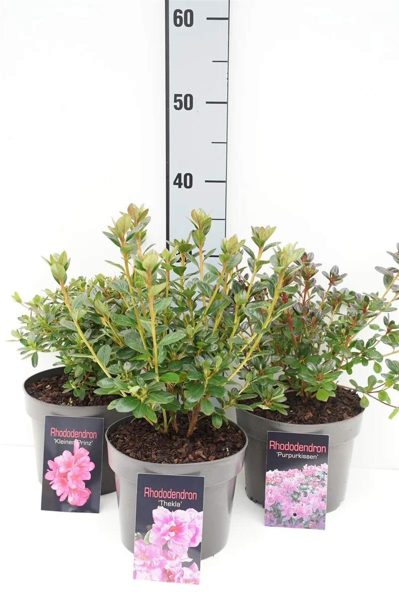 Rhododendron (AJ) i sorter C5 (5 liters kruka) 30-40 cm