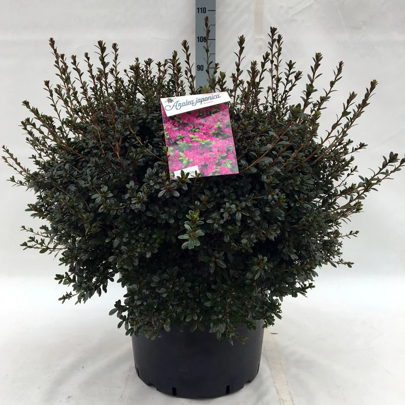 Rhododendron (AJ) 'Amoena' C20 (20 liters kruka) 50-60 cm