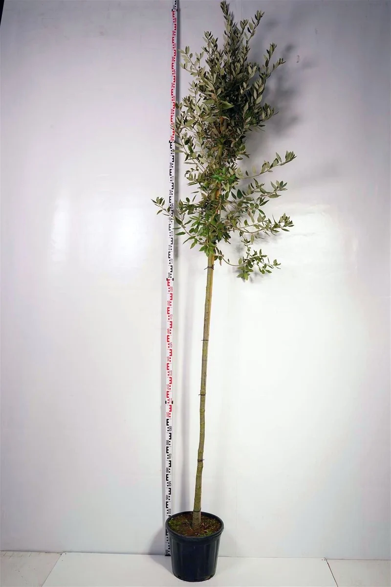 Quercus ilex C70 (70 liters kruka) 200-250 cm