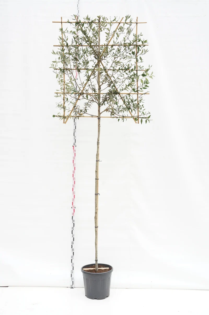 Quercus ilex (spaljérad) högstam 8-10 cm C35 (35 liters kruka)