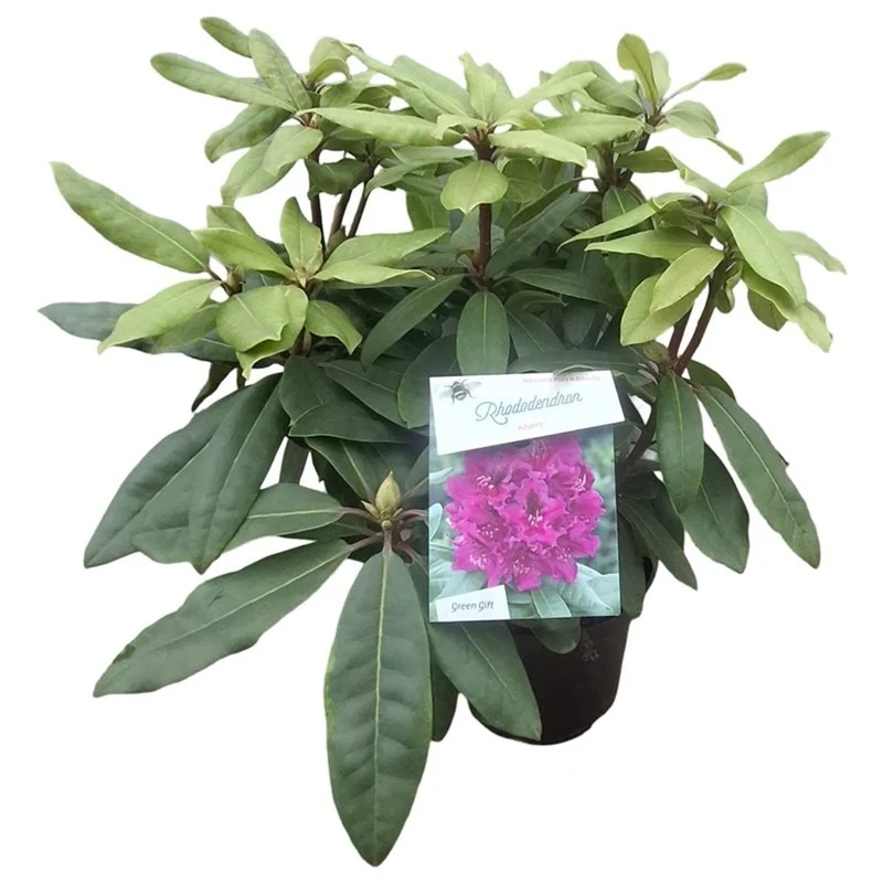 Rhododendron 'Azurro' C10 (10 liters kruka) 50-60 cm