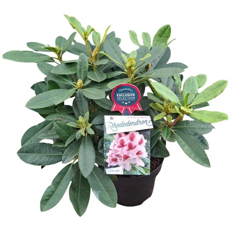Rhododendron 'Belami' C5 (5 liters kruka) 30-40 cm