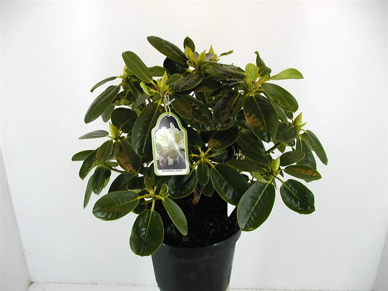 Rhododendron 'Bellini' C12 (12 liters kruka) 50-60 cm