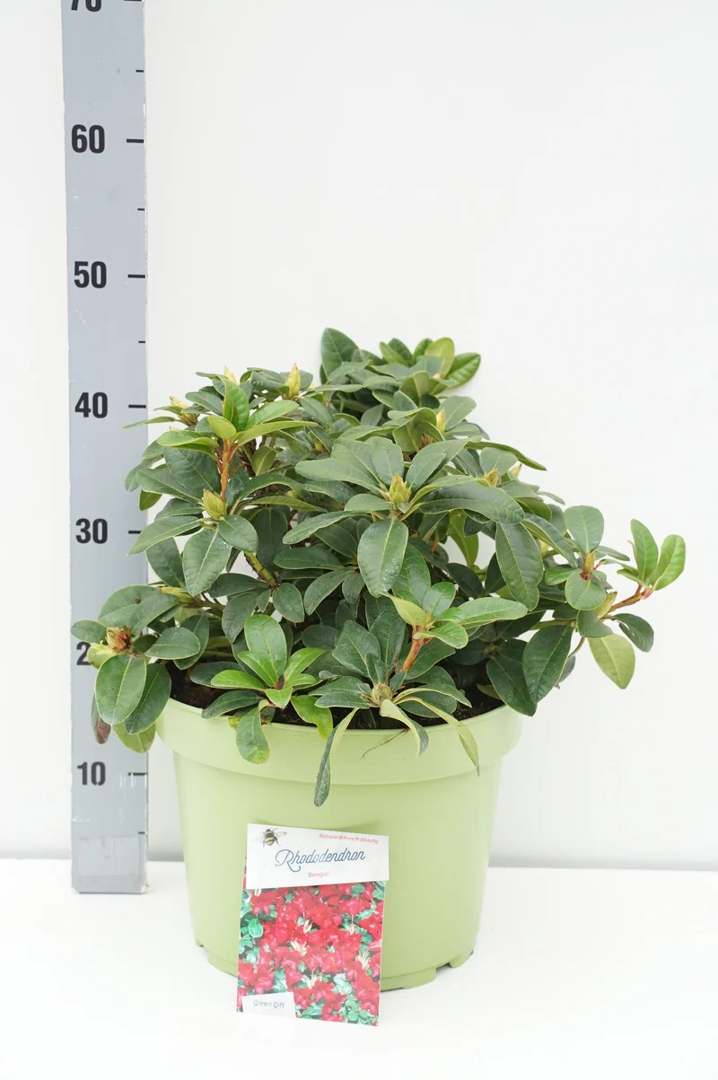 Rhododendron (F) 'Bengal' C10 (10 liters kruka) 30-40 cm