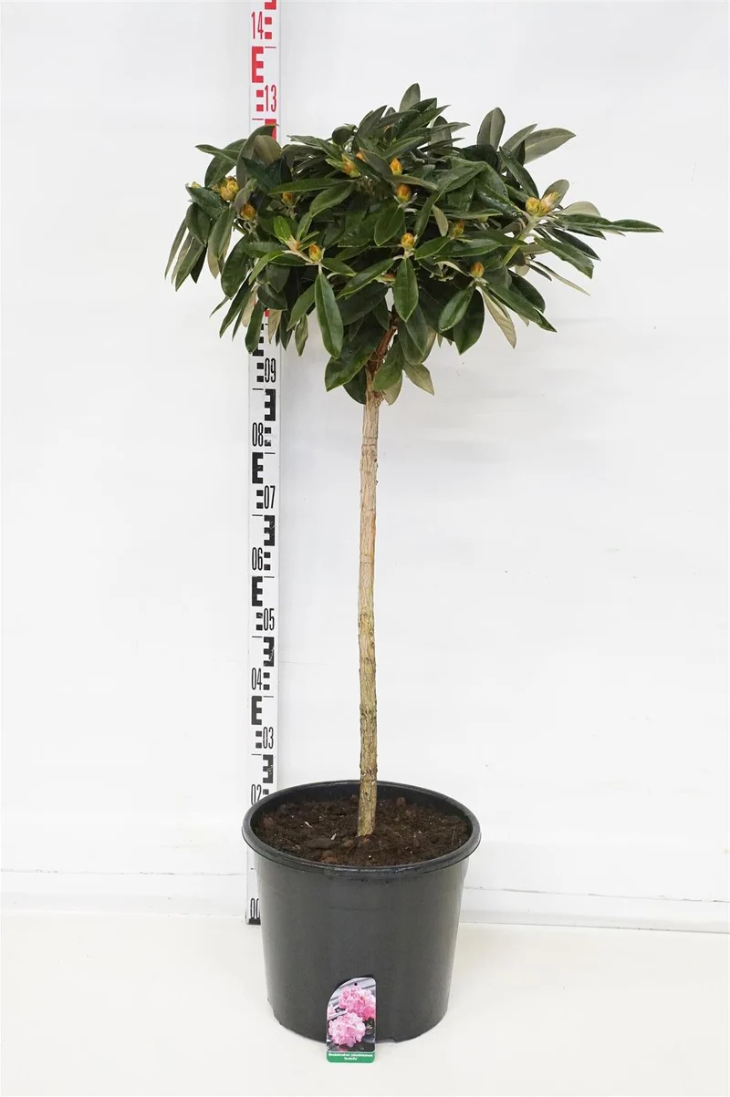 Rhododendron (Y) 'Arabella' C5 (5 liters kruka) 30-40 cm