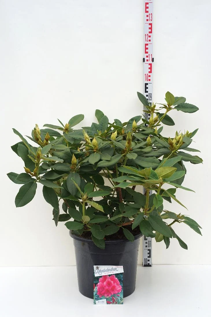Rhododendron 'Anna Rose Whitney' C20 (20 liters kruka) 60-80 cm