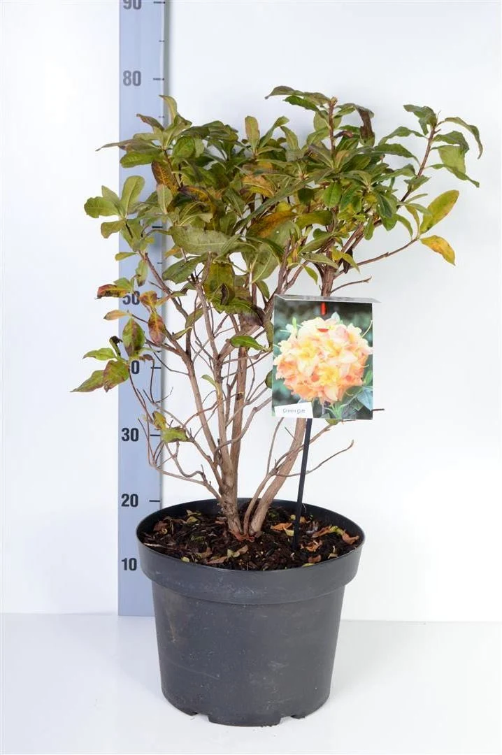 Rhododendron (AK) 'Anneke' C80 (80 liters kruka) 80-100 cm