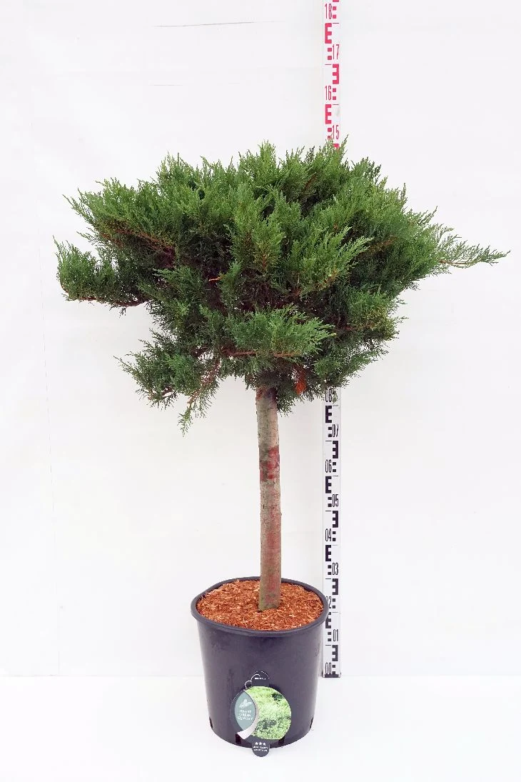 Rhododendron (Y) 'Anuschka' C5 (5 liters kruka) 25-30 cm