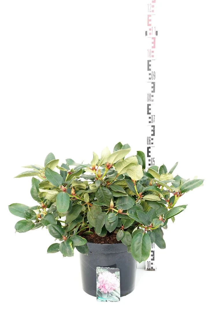 Rhododendron 'August Lamken' C5 (5 liters kruka) 30-40 cm
