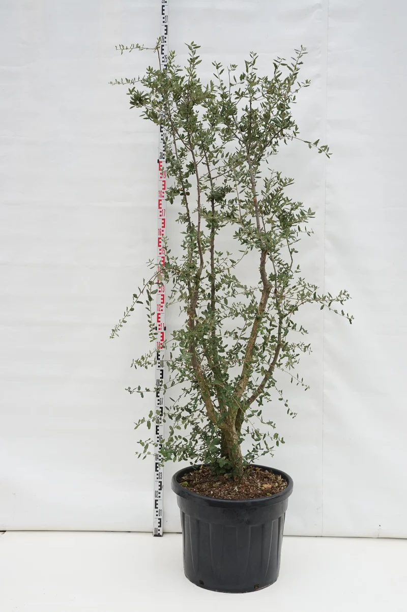 Quercus suber C90 (90 liters kruka) 250-300 cm EXTRA