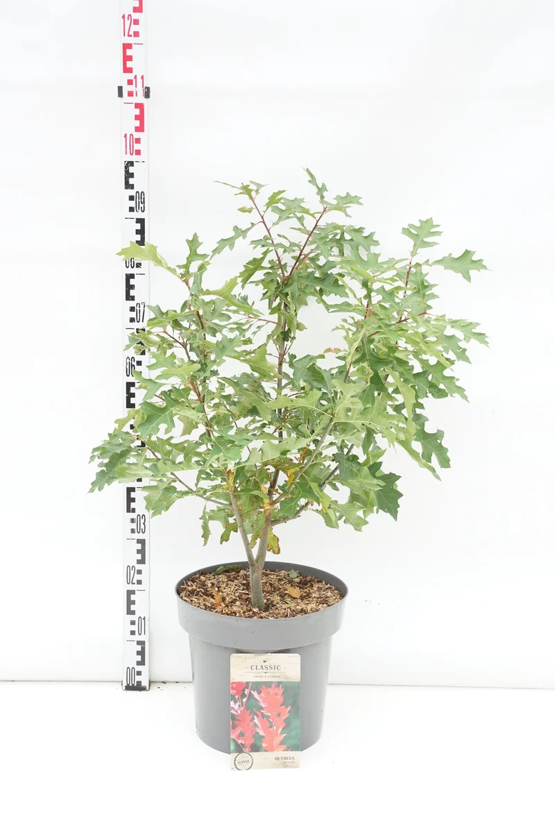 Quercus palustris 10-12 cm C30 (30 liters kruka)