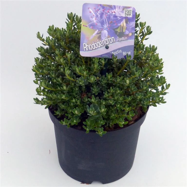 Rhododendron 'Arctic Blue' C2 (2 liters kruka) 20-25 cm