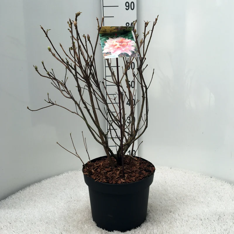 Rhododendron (AK) 'Berryrose' C10 (10 liters kruka) 50-60 cm
