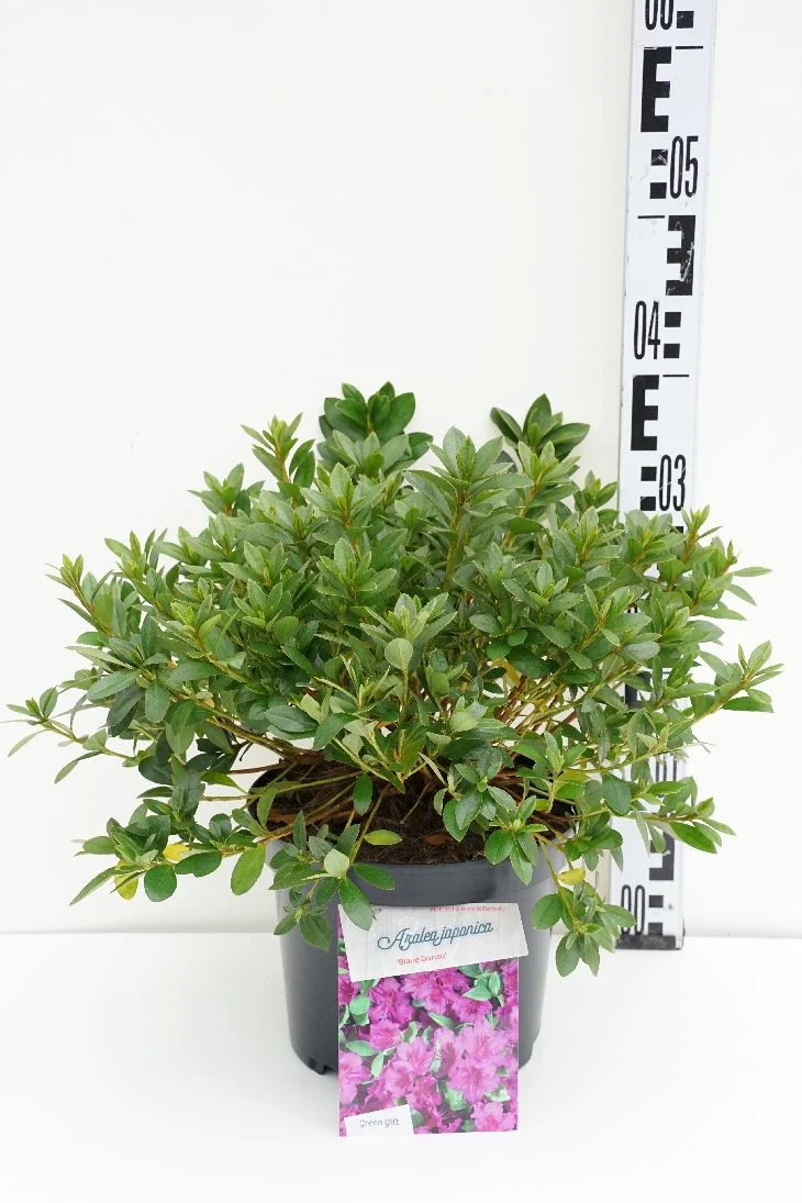 Rhododendron (AJ) 'Blaue Donau' C5 (5 liters kruka) 25-30 cm
