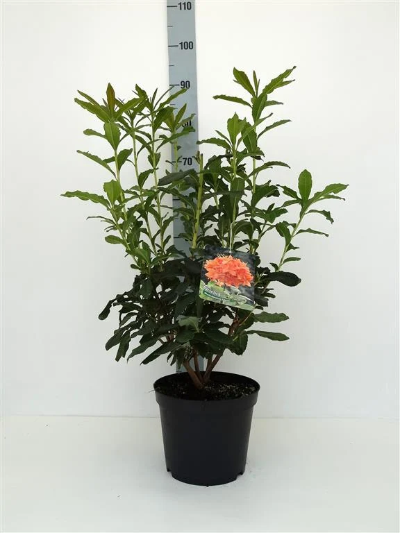 Rhododendron 'Barselick' C5 (5 liters kruka) 30-40 cm