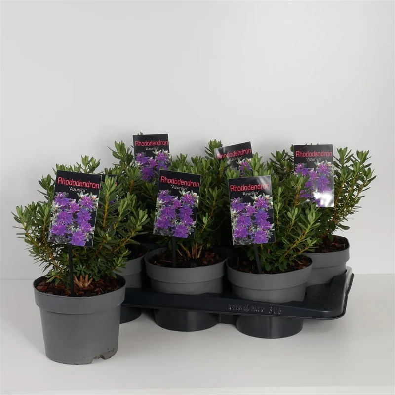 Rhododendron 'Azurika' C2 (2 liters kruka) 15-20 cm