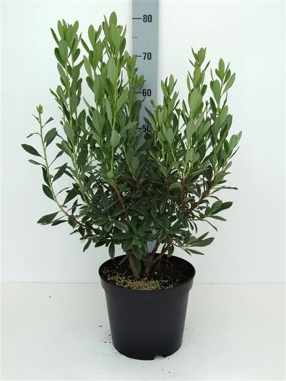 Rhododendron atlanticum C5 (5 liters kruka) 30-40 cm
