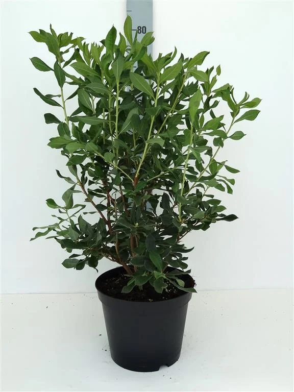 Rhododendron austrinum C5 (5 liters kruka) 30-40 cm