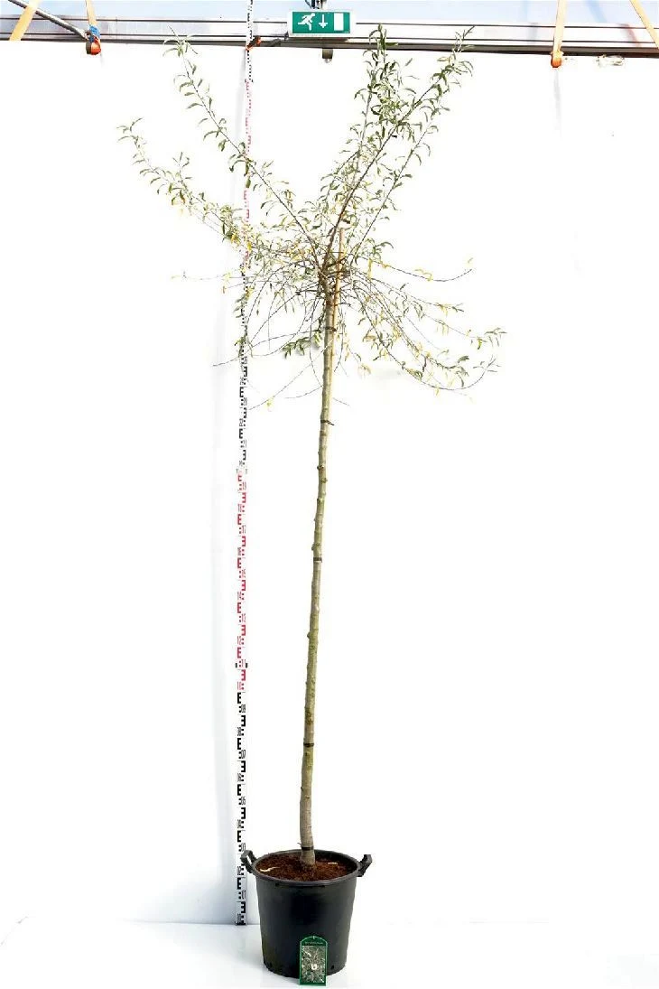 Pyrus salicifolia 'Pendula' Stam 225 cm, omkrets 12-14 cm, C35 (35 liters kruka)