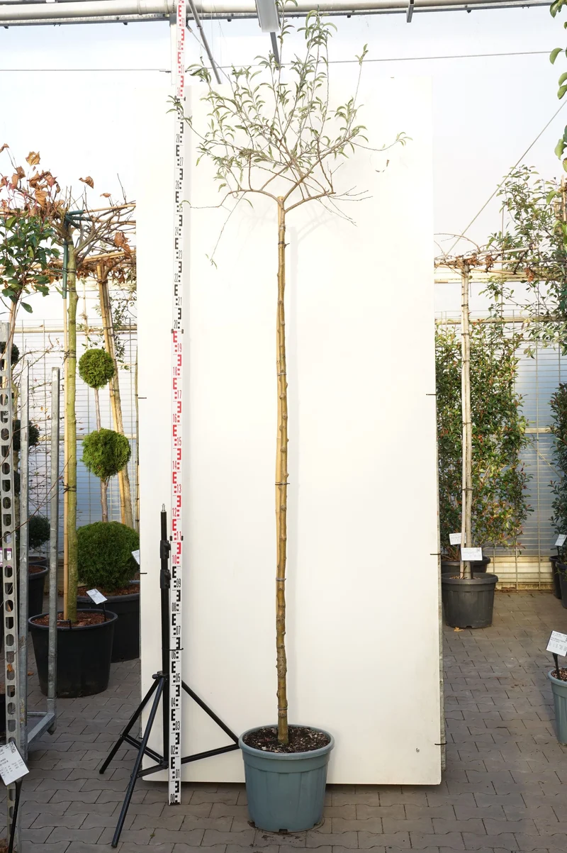 Pyrus salicifolia 'Pendula' stam 200 cm, stamomfång 10-12 cm, C30 (30 liters kruka)
