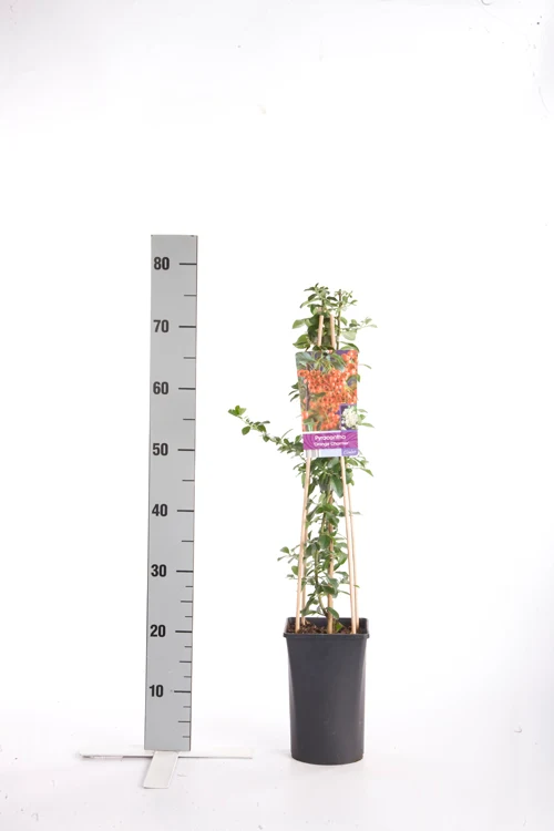 Pyracantha 'Orange Charmer' 70 cm C2,5 (2,5 liters kruka)