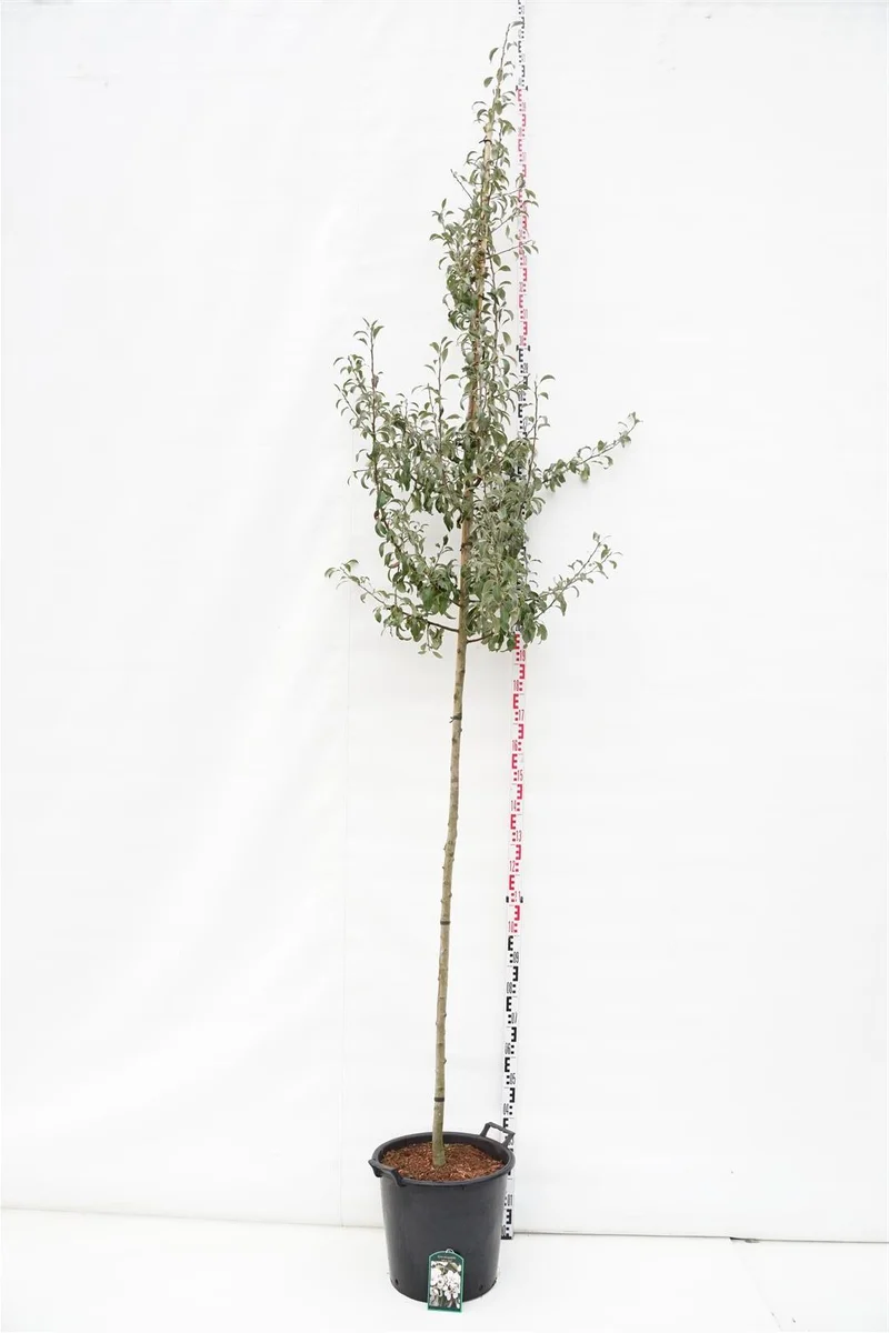 Pyrus elaeagnifolia 'Silver Sail' Stam 10-12 cm, C35 (35 liters kruka)