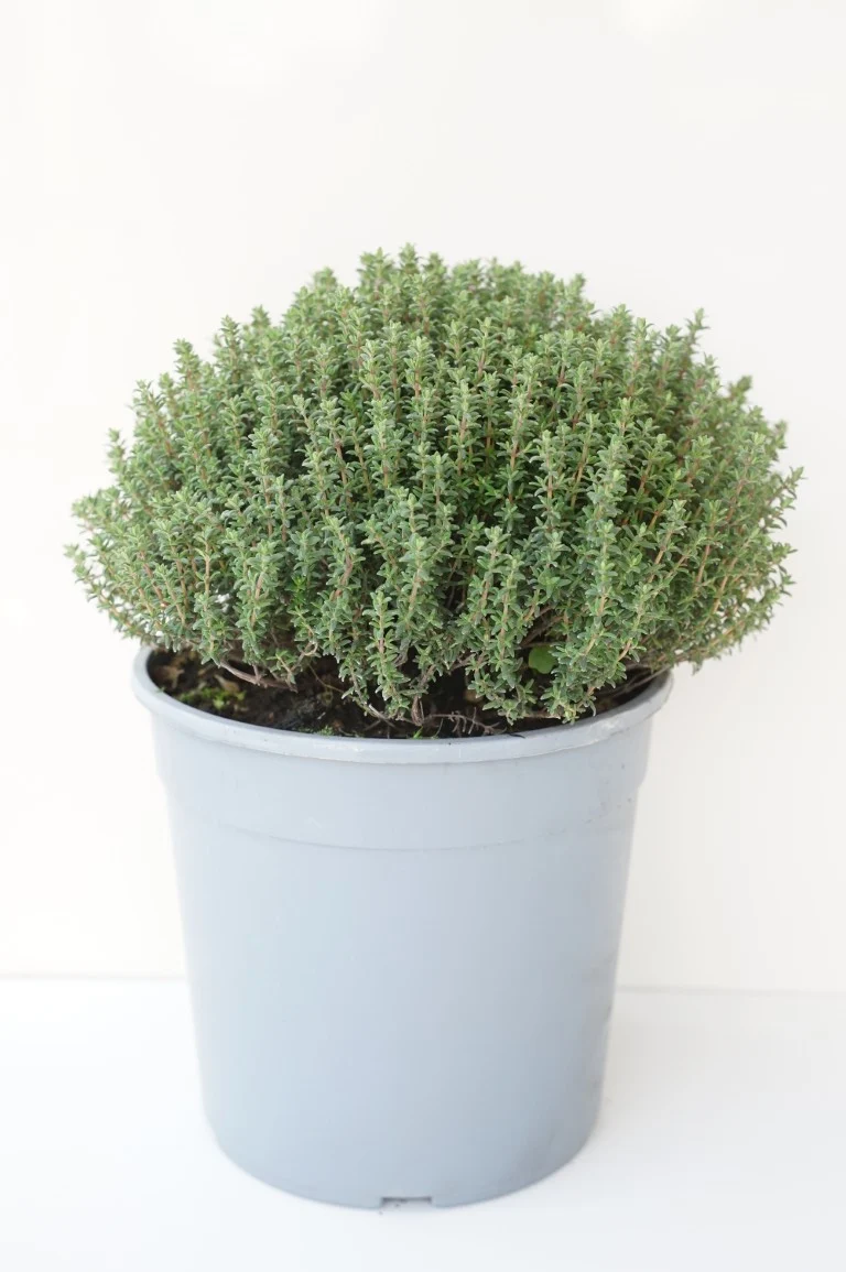 Thymus vulgaris C2,5 (2,5 liters kruka / 18 cm kruka)