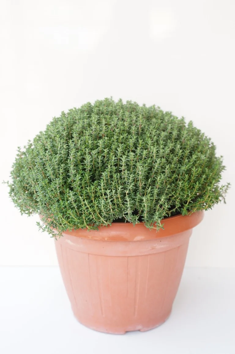 Thymus vulgaris C6 / 25 cm kruka