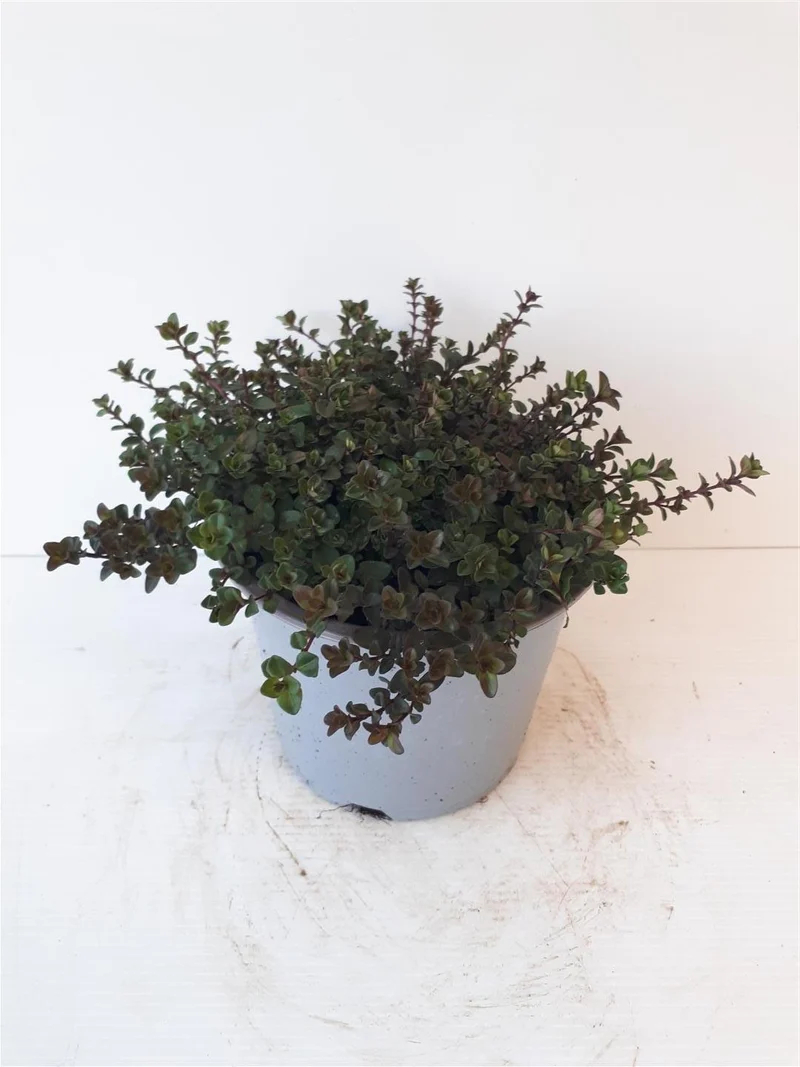 Thymus serpyllum C1,5 (1,5 liters kruka)