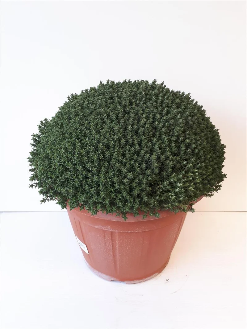 Thymus vulgaris - Kryddtimjan (35 cm kruka)