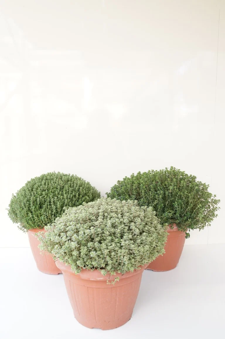 Thymus i sorter C6 (6 liters kruka) / 25 cm kruka
